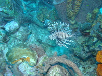 Lionfish