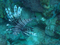 Lionfish