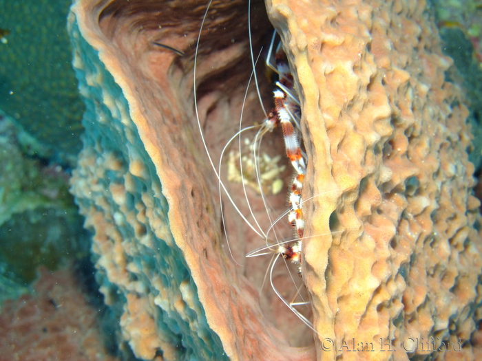 Banded Coral Shrimp