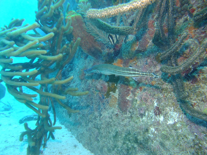 Trumpetfish