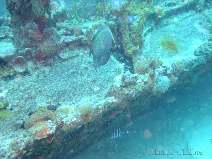 French Angelfish