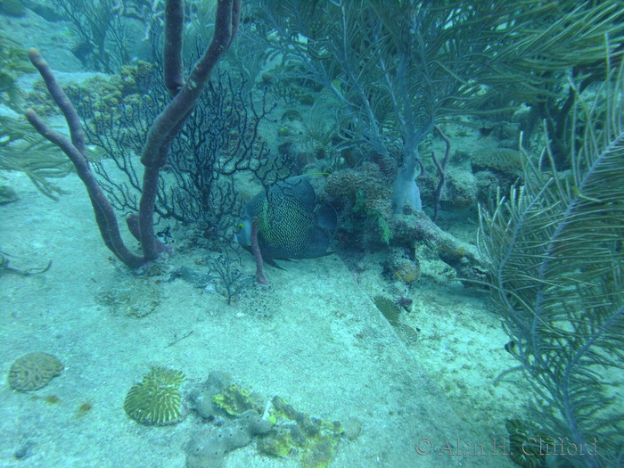 French Angelfish