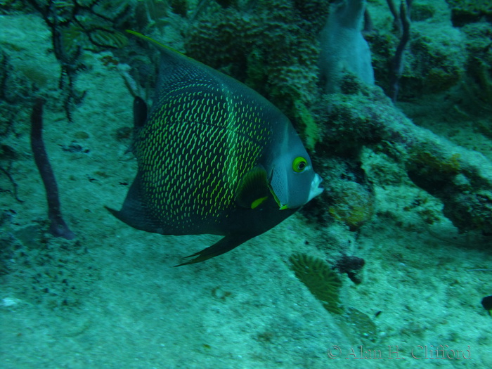 French Angelfish