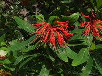 Chilean Firebush