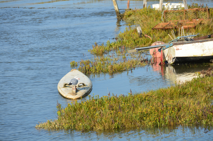 Near Felixstowe Ferry