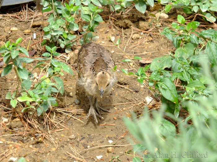 Young peafowl