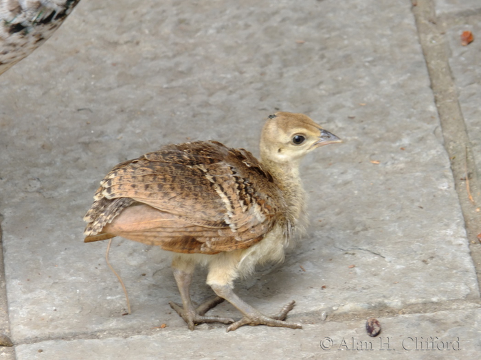 Young peafowl