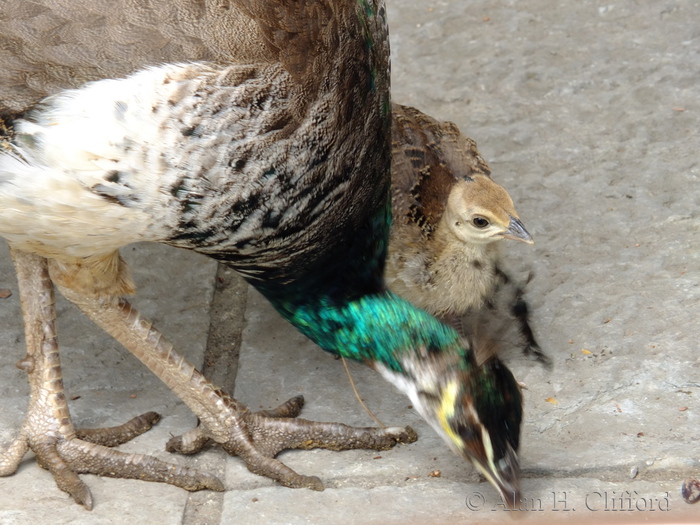 Young peafowl