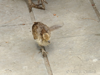 Young peafowl