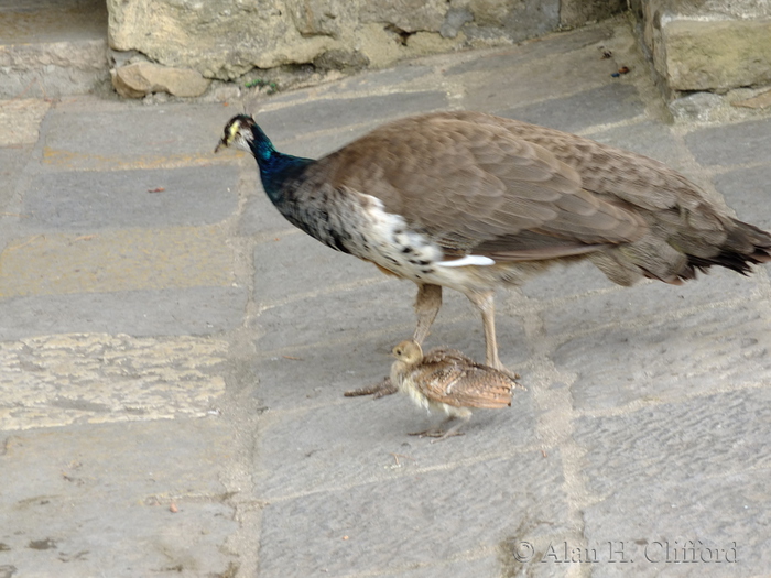 Young peafowl