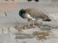 Young peafowl