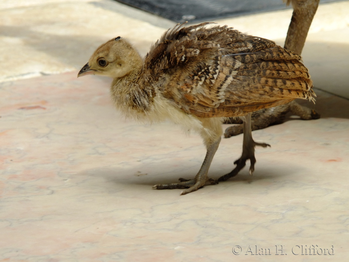 Young peafowl