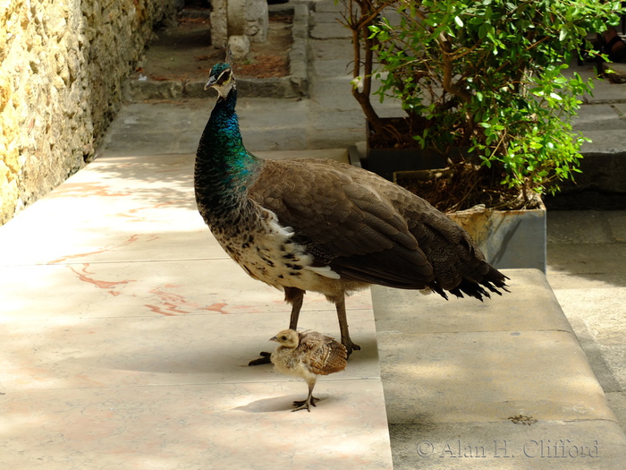 Young peafowl