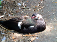 Muscovy Duck