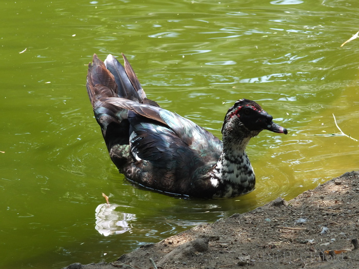 Muscovy Duck