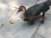 Muscovy Duck