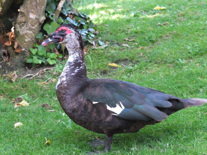 Muscovy Duck