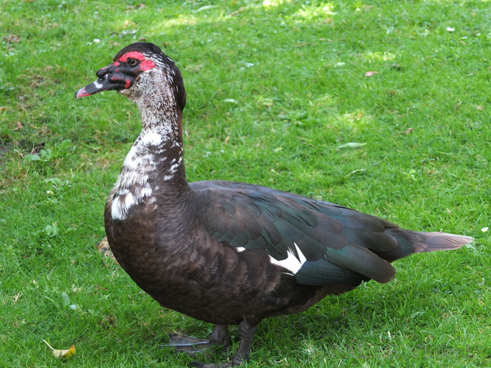 Muscovy Duck