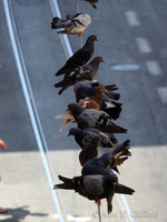 Pigeons on tram wires