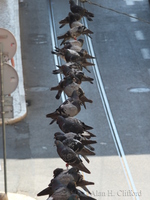 Pigeons on tram wires