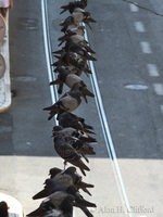 Pigeons on tram wires