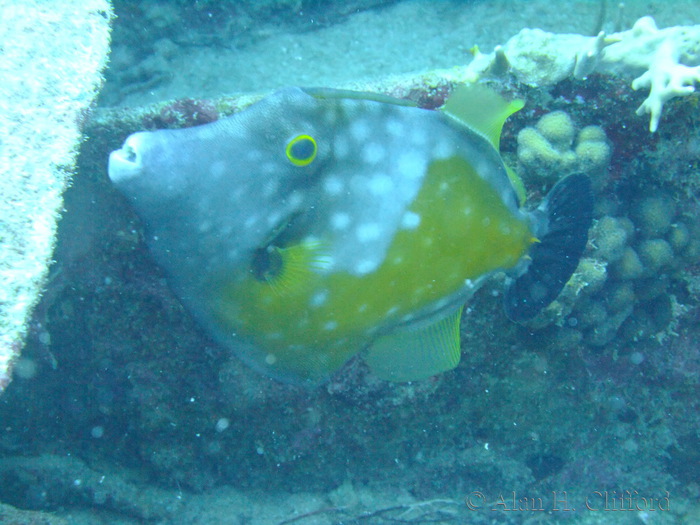 Whitespotted Filefish