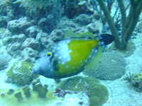 Whitespotted Filefish