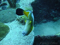 Whitespotted Filefish