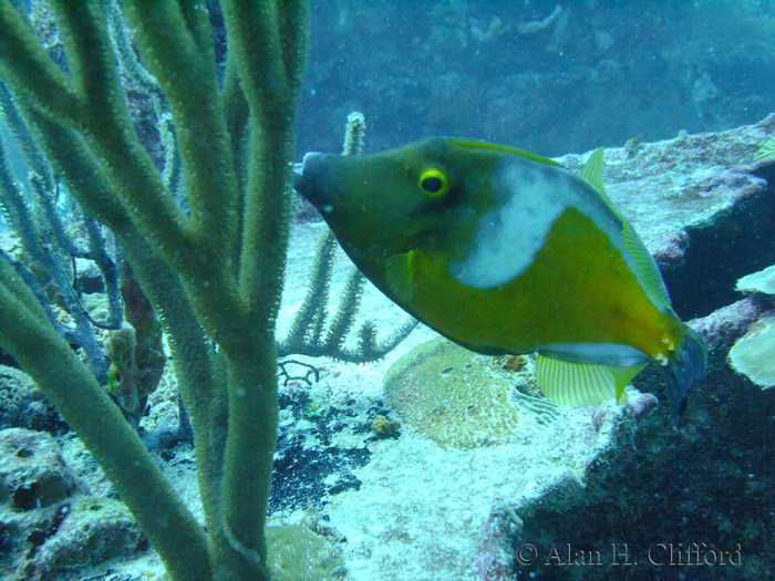 Whitespotted Filefish