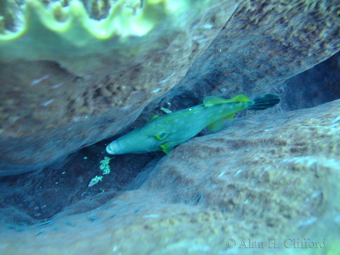 Whitespotted Filefish