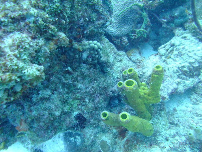 Spotted Moray