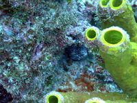 Spotted Moray