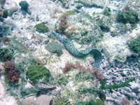 Spotted Moray