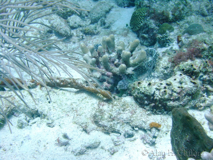 Spotted Moray