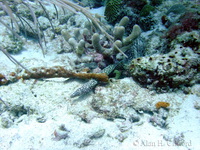 Spotted Moray