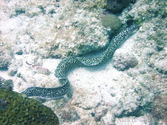 Spotted Moray