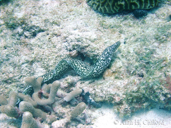 Spotted Moray