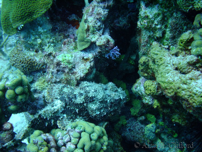 Stonefish