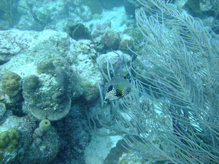 Smooth Trunkfish