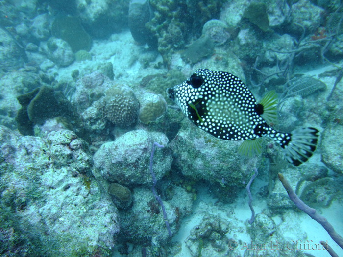 Smooth Trunkfish