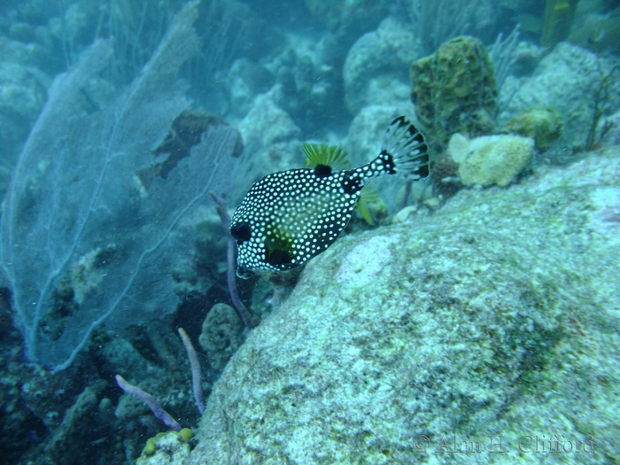 Smooth Trunkfish