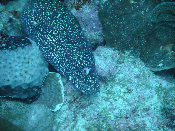 Spotted Moray