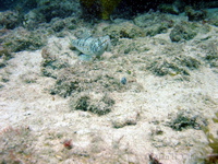 Sand Diver Lizardfish