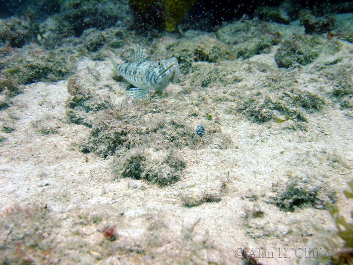 Sand Diver Lizardfish