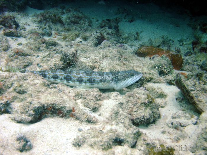 Sand Diver Lizardfish