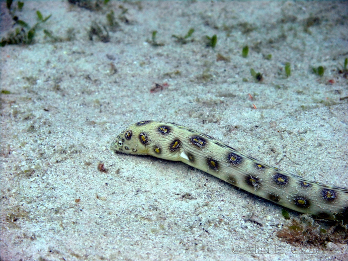 Sharptail Eel