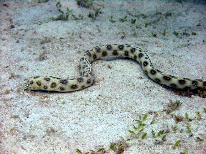 Sharptail Eel