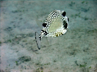 Smooth Trunkfish