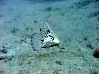 Smooth Trunkfish