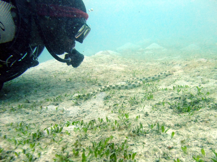 Mark Hurley with Sharptail Eel